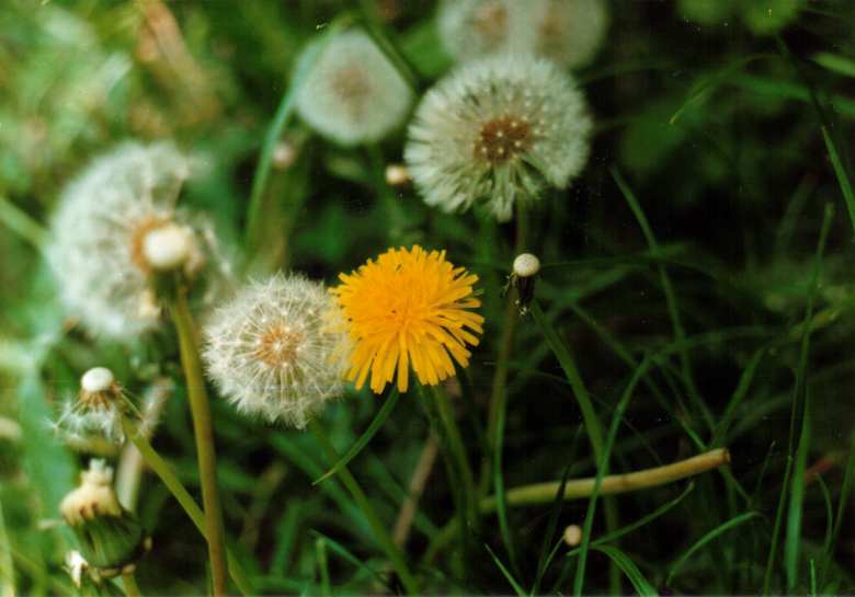 Photograph