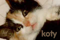 Koty
