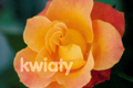 Kwiaty