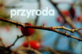 Przyroda