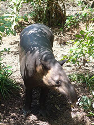 Tapir